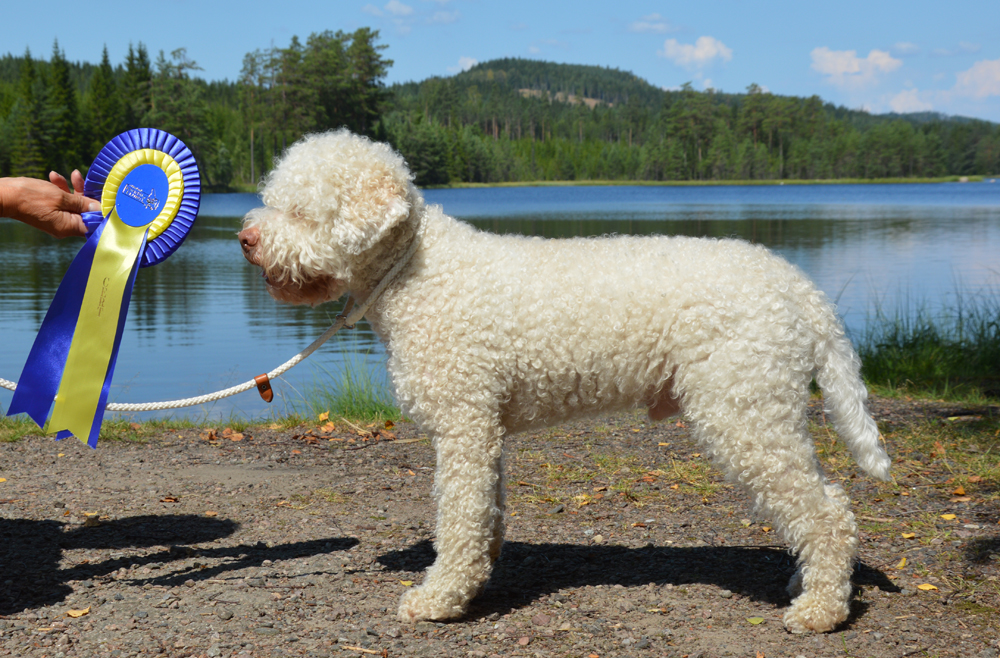 CERT i Ransäter CERT