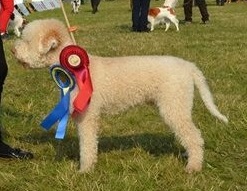 Enzo - CERT i Eslöv! Enzo-eslov