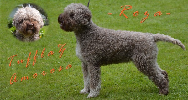 roza-2016