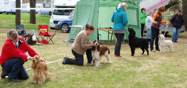 Hundarna som placerade sig i grupp 8