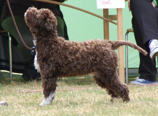 Roza framför domaren