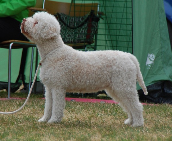 Zigne framför domaren