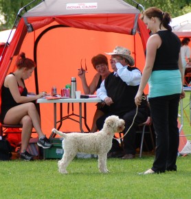 Dixon framför domaren