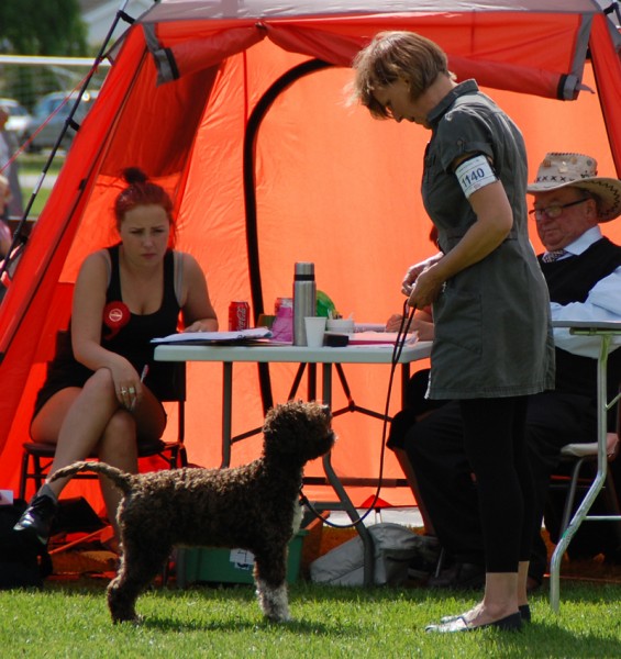 Roza framför domaren