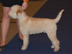 Enzo MyDog 2014 Enzo-MyDog