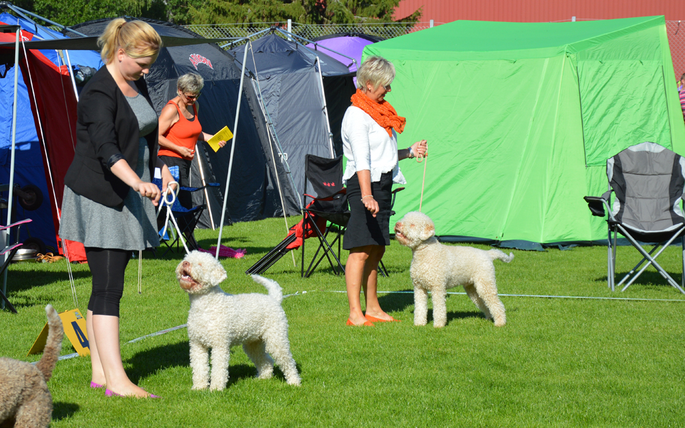 Dixon och Enzo i Alfta alfta1