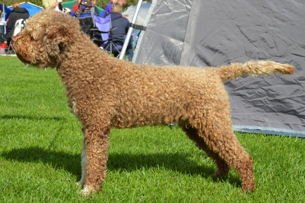 Bruno 20 months bruno 20m