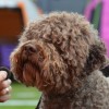 bruno2