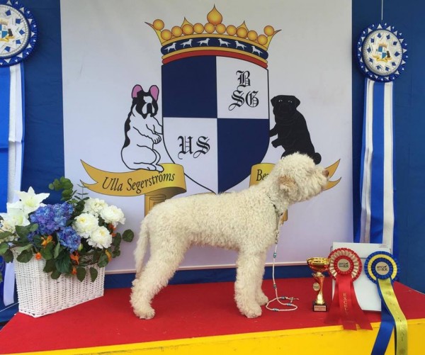 20170827 NDS Märsta: Lotuz 2 BH med sitt andra CERT!